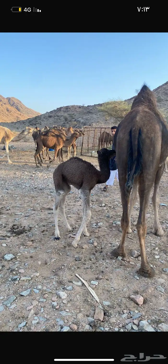 جمل احمر طيب 7