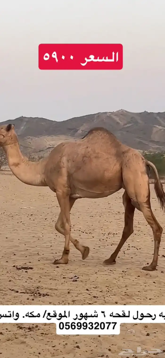 ركبي ركبيه رحول 7