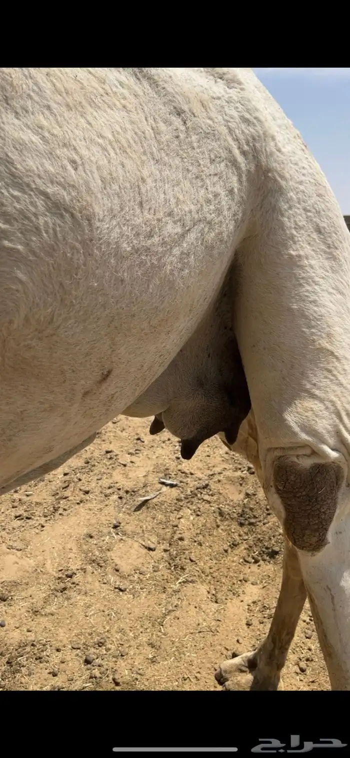 ضرايب ثنتين مشروطه وقعود سنه لقي ولقحه وضحا 7