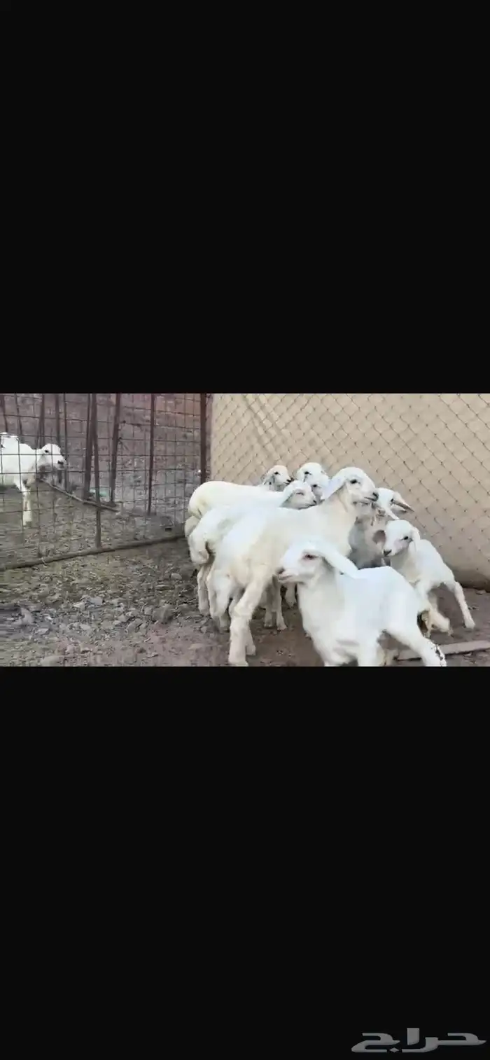 رخال وضأن حريات إمراح واحد خوات بعض العدد56 7