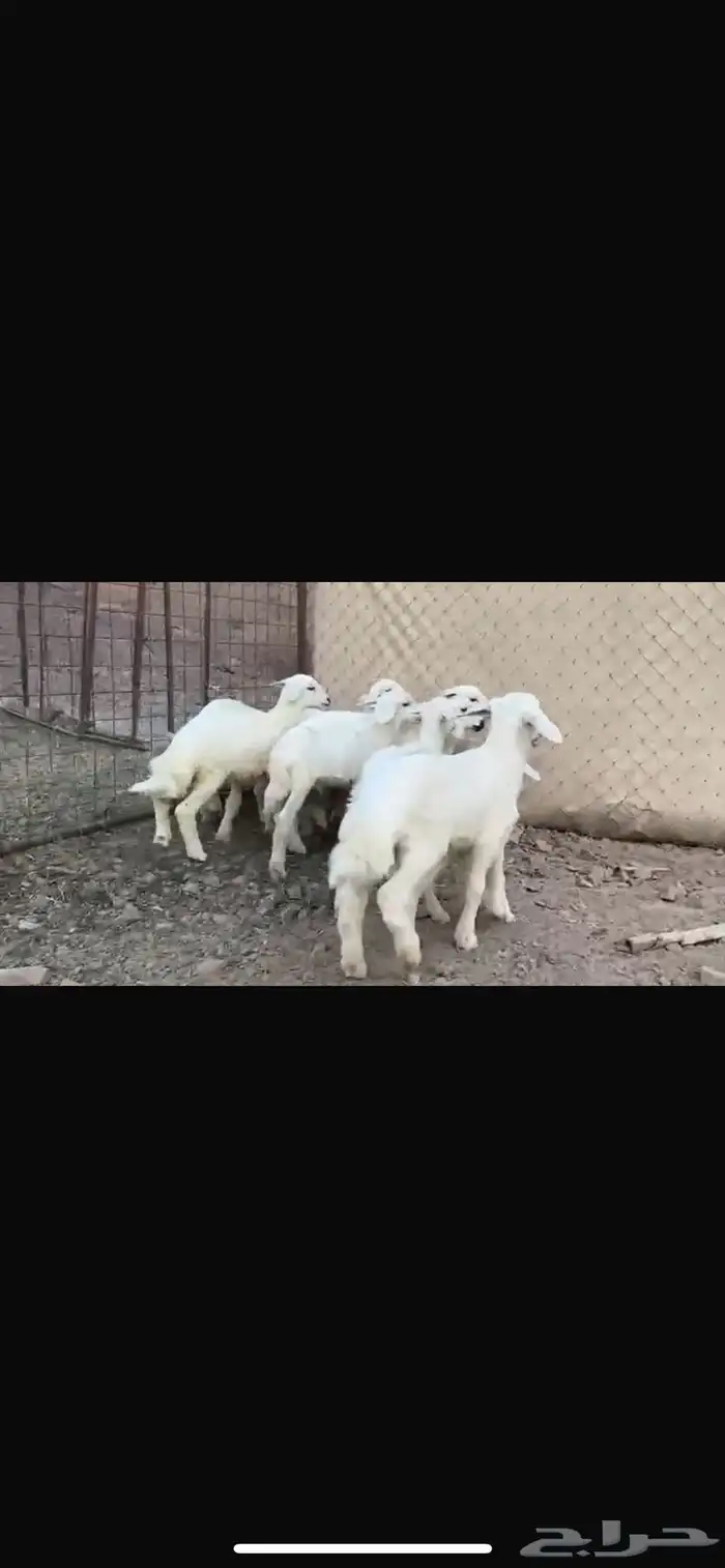 رخال وضأن حريات إمراح واحد خوات بعض العدد56 4