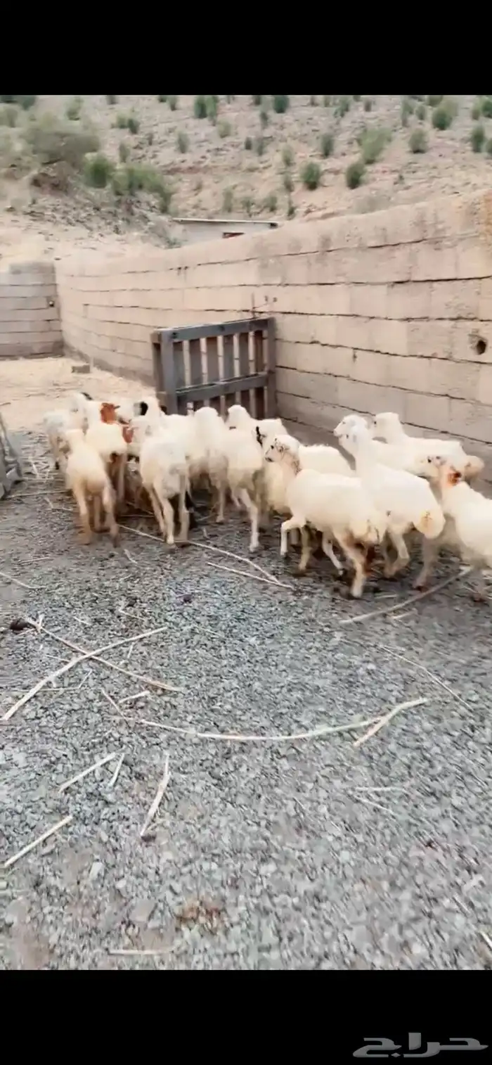 رخال رفيدية تربية محايل عسير 2