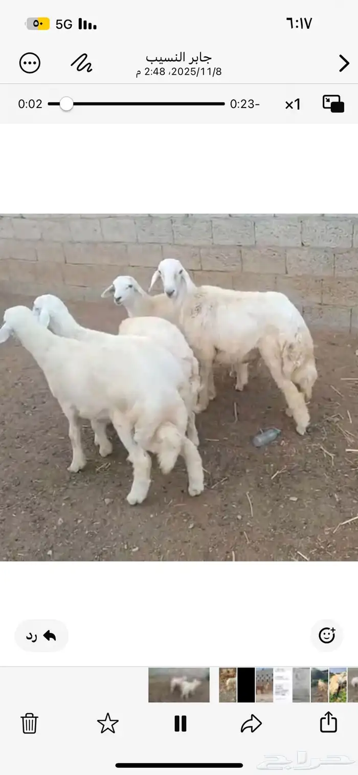 طليان حرية 2