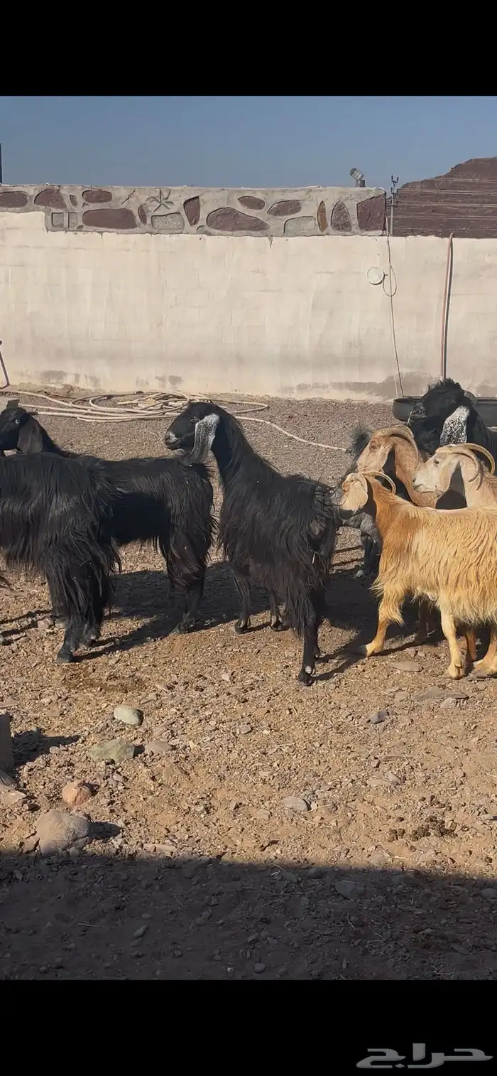 معزى عوارض بعيالها ودفيع 0