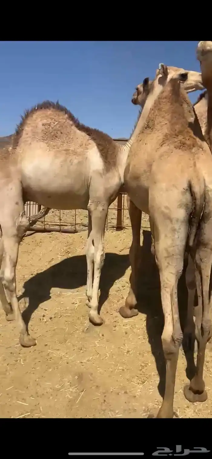 قعدان كفو مناسبات ومبادي 2