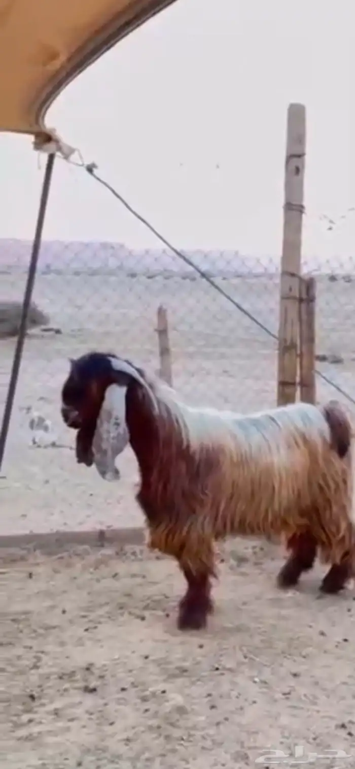 جذع عارضي مشروع فحل 2