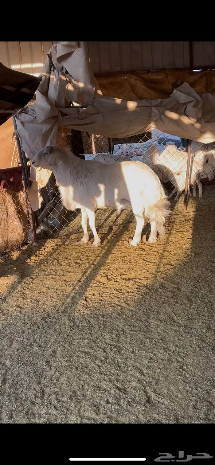 فحل جامع شبب 0