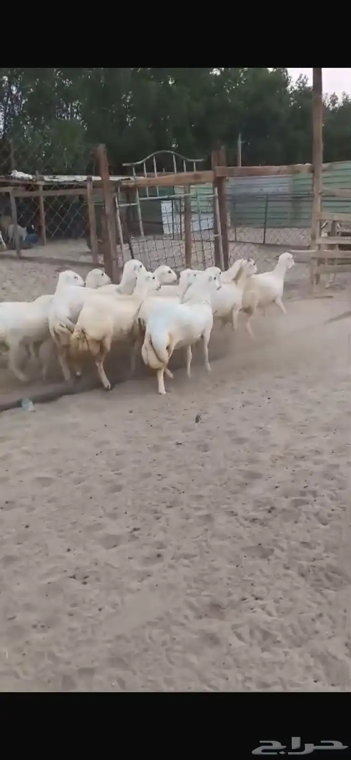 للبيع رخال رفيديات مهجنه دفيع 6