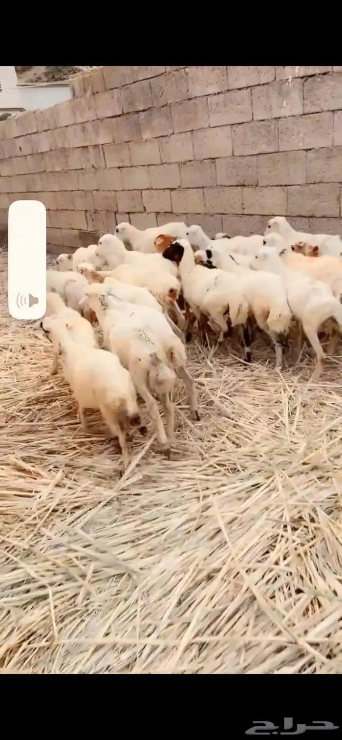 رخال رفيدية تربية محايل عسير 0