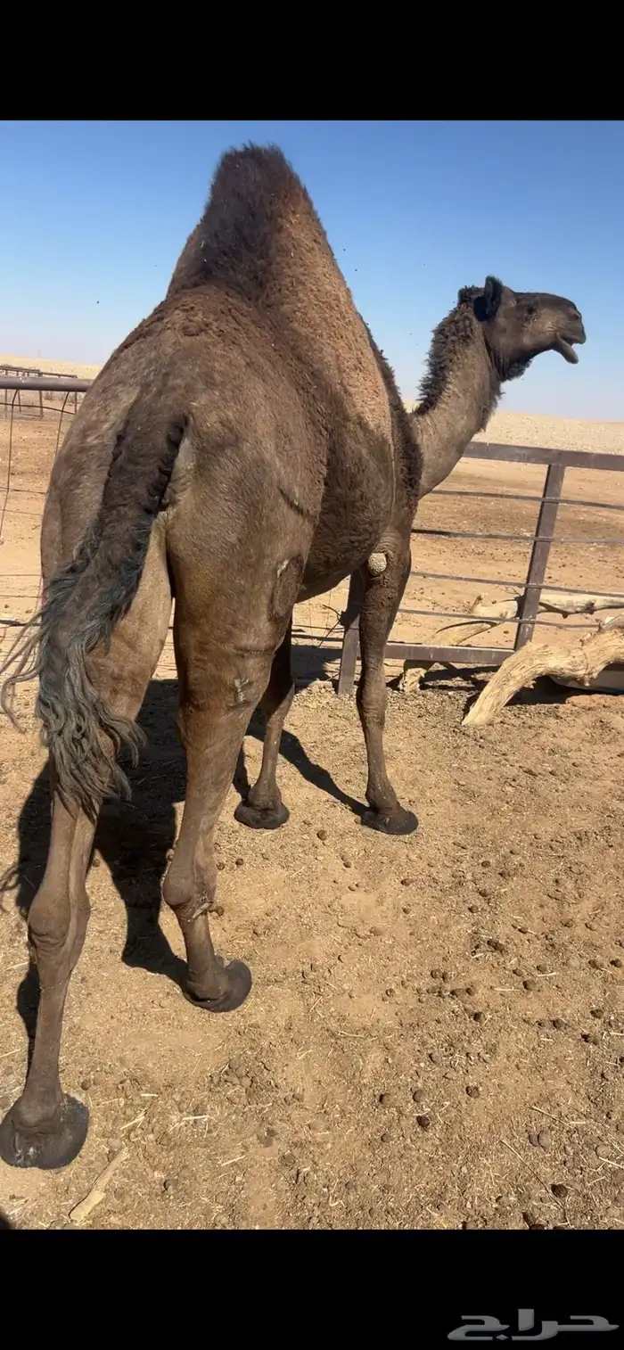 للبيع اللصفرا الرمانيه مات ولدها قبل شهرين 0