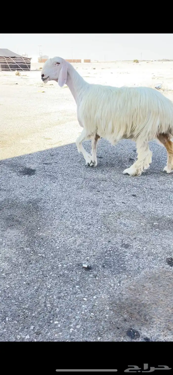 شاه عيسيه صنف دافع شرط 1