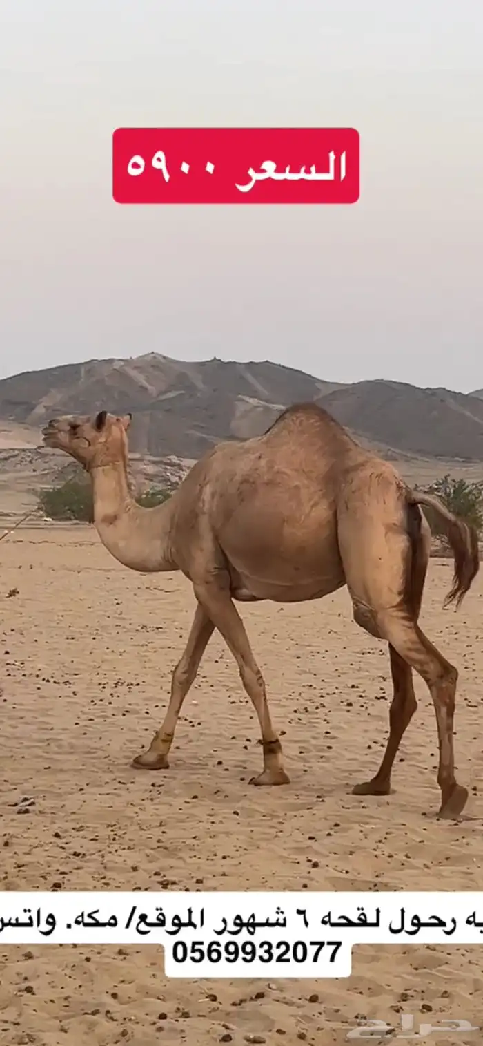 ركبي ركبيه رحول 10