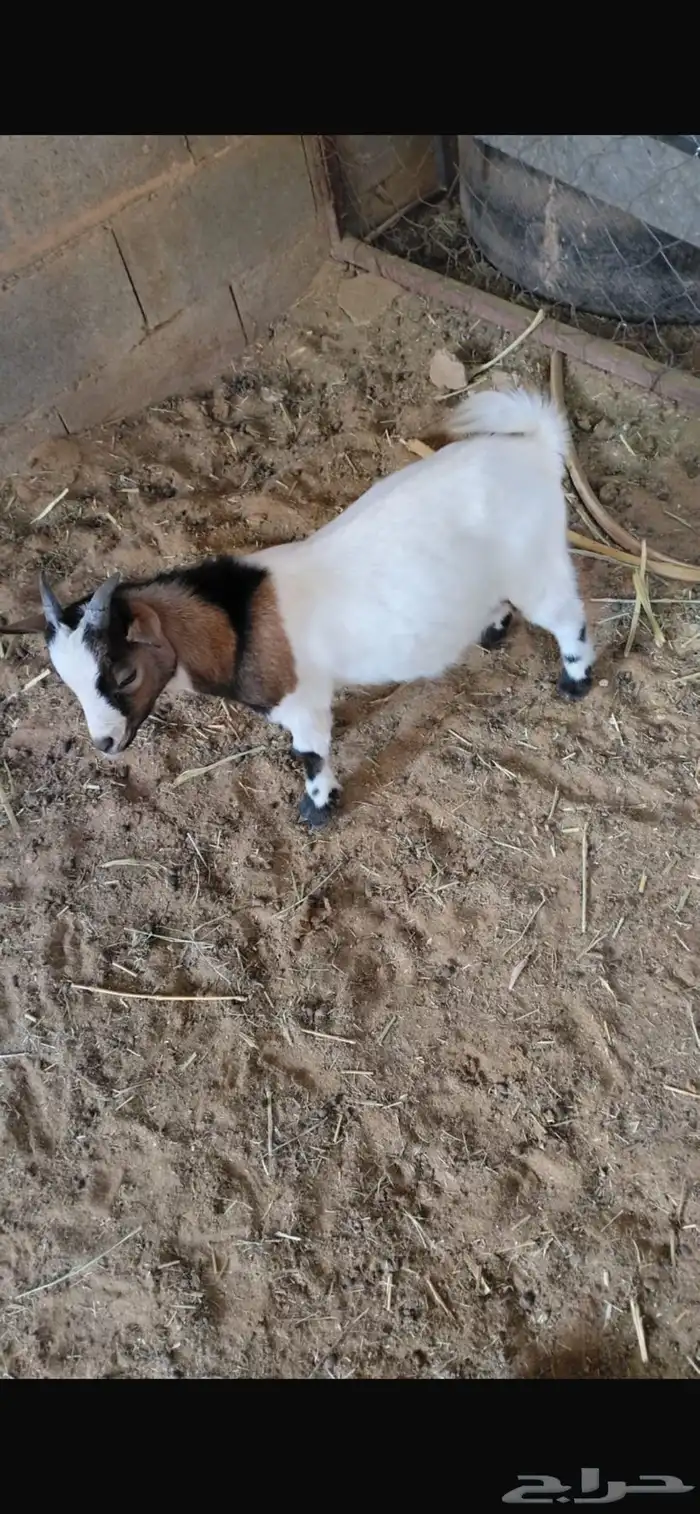 تيوس قزمية 3