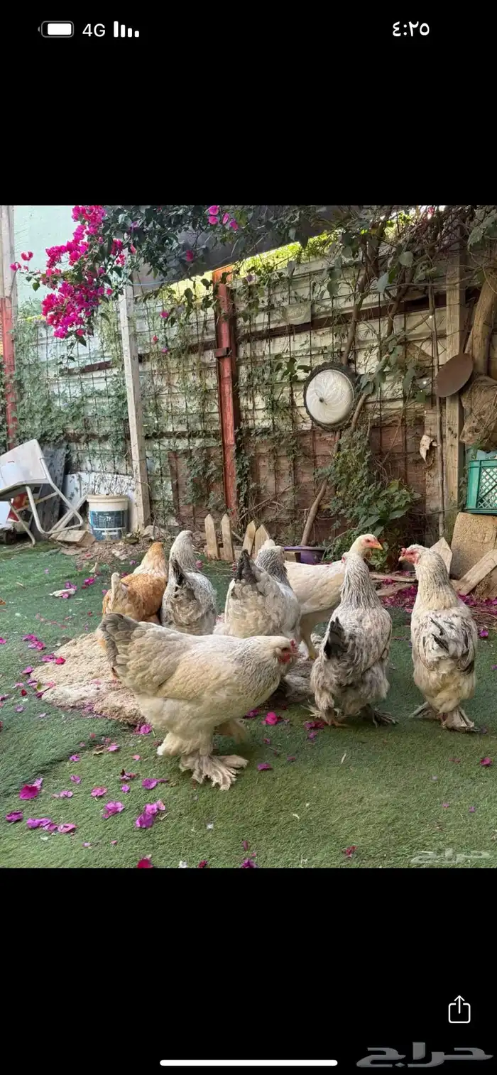 دجاج براهما يحجب 1