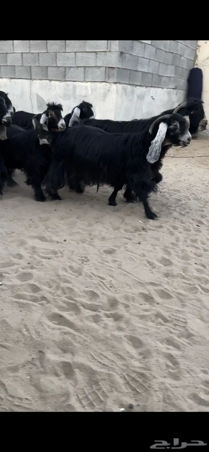 للبيع معزا عوارض ريش خصم معررفه 0