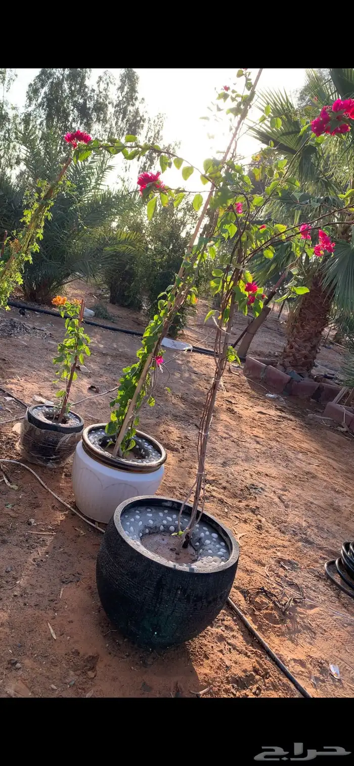 جهنميه متسلقه 4