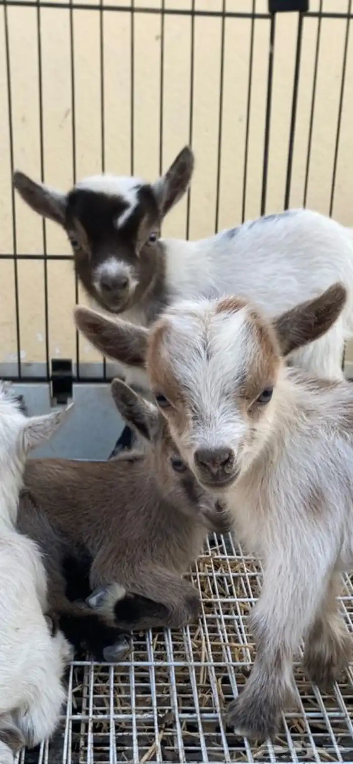 صغار ماعز قزم (اناثي) مستويات مميزه 0