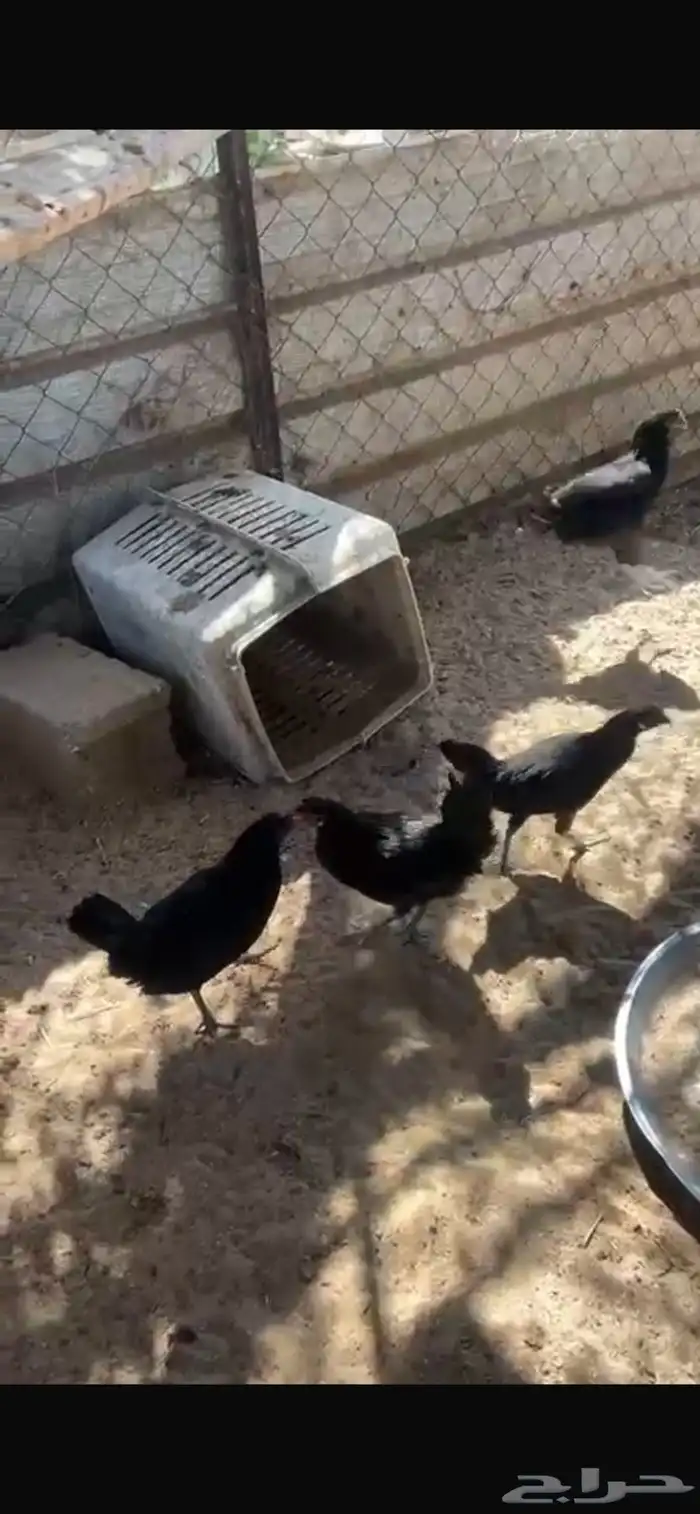 دجاج اسود صافي 7