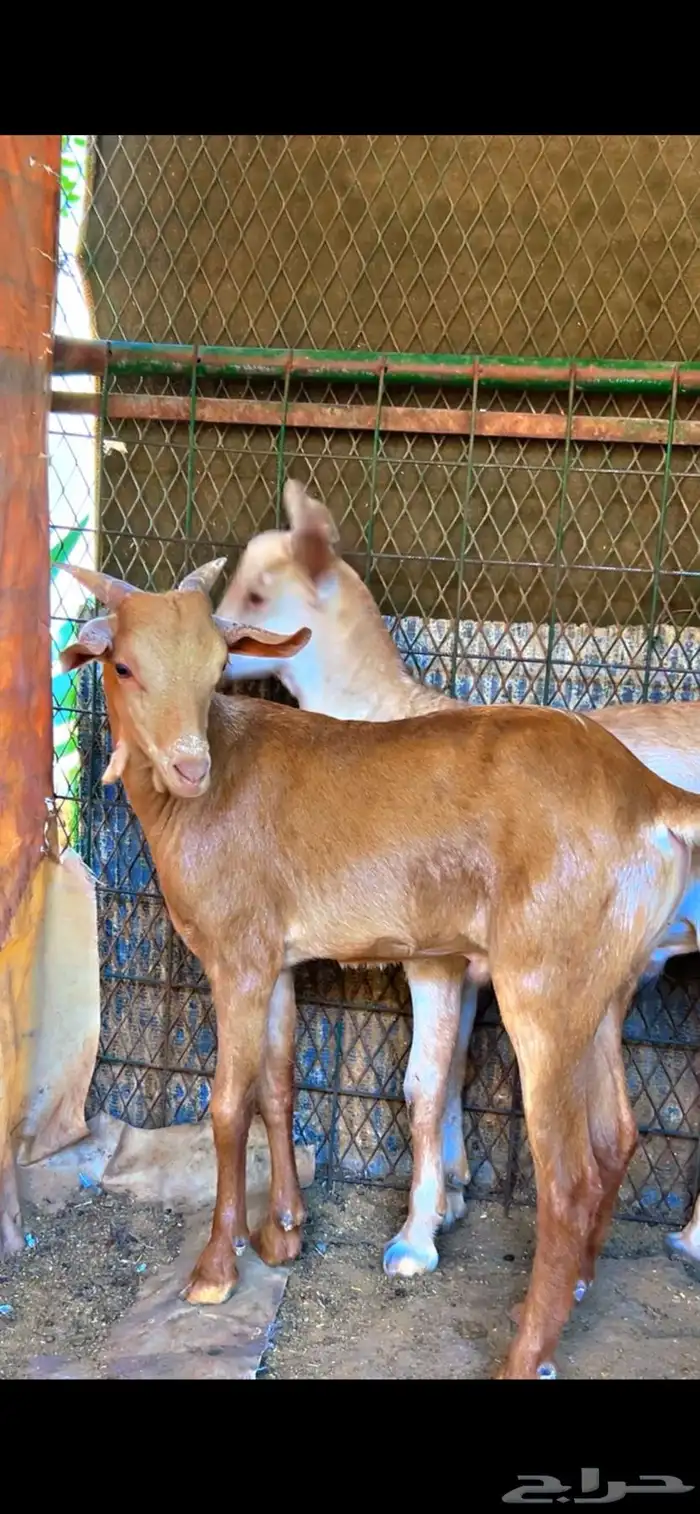 تيوس جنبوبيه طيبه السمن فوق انص حلال مطعم ومحصن واكل 1