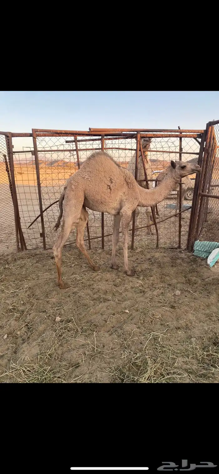 بكره للبيع 1