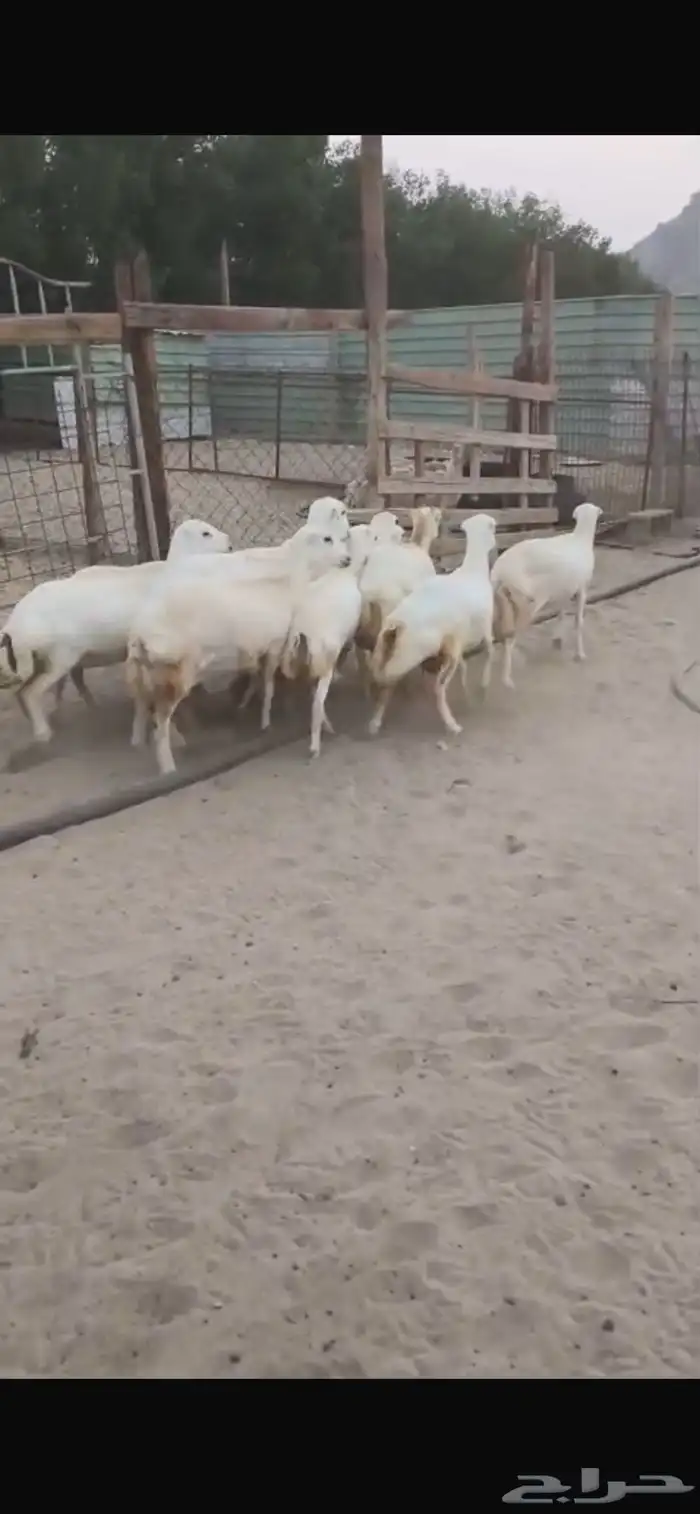 للبيع رخال رفيديات مهجنه دفيع 7