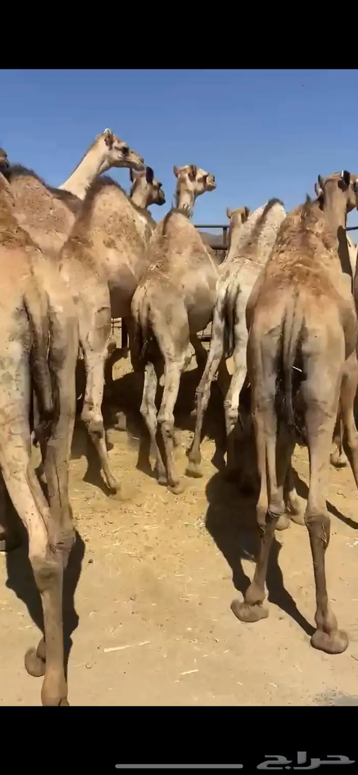 قعدان كفو مناسبات ومبادي 0