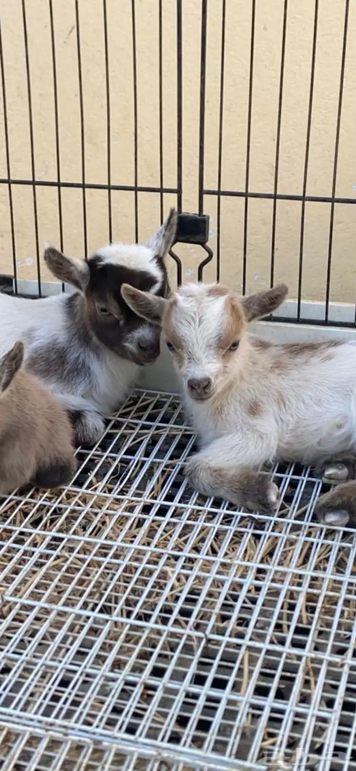 صغار ماعز قزم (اناثي) مستويات مميزه 1