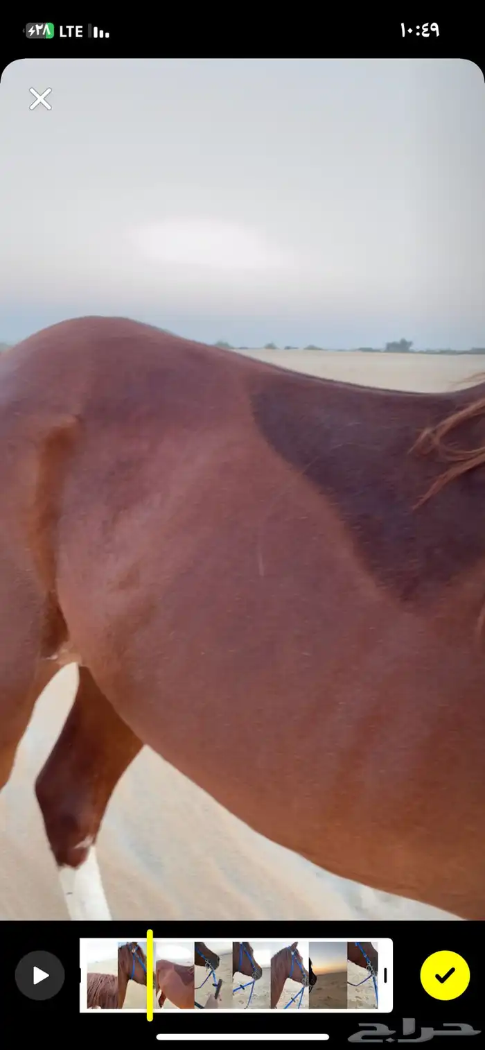 حصان مصري شعبي 10
