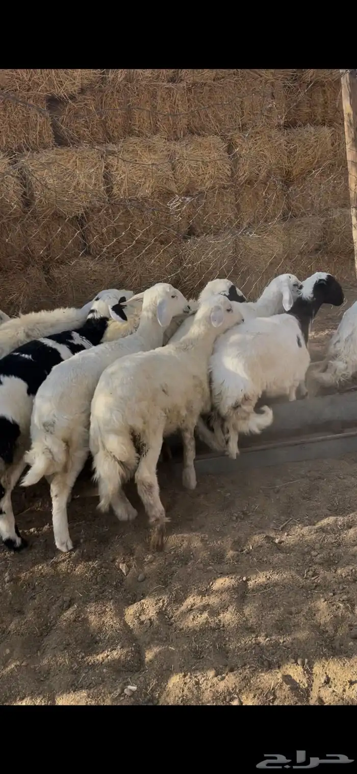 للبيع غنم طليان ورخال 2