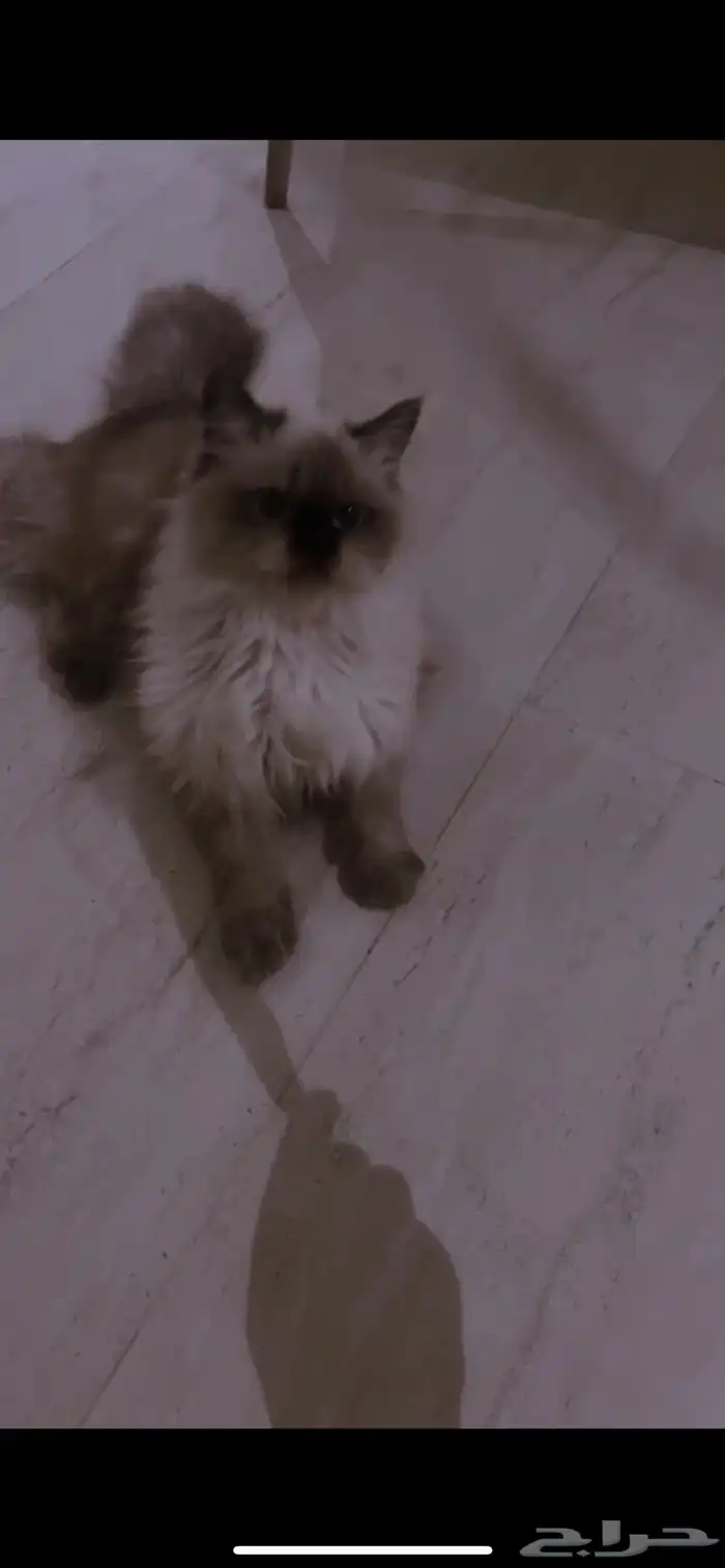 قطه هملايا للبيع 0