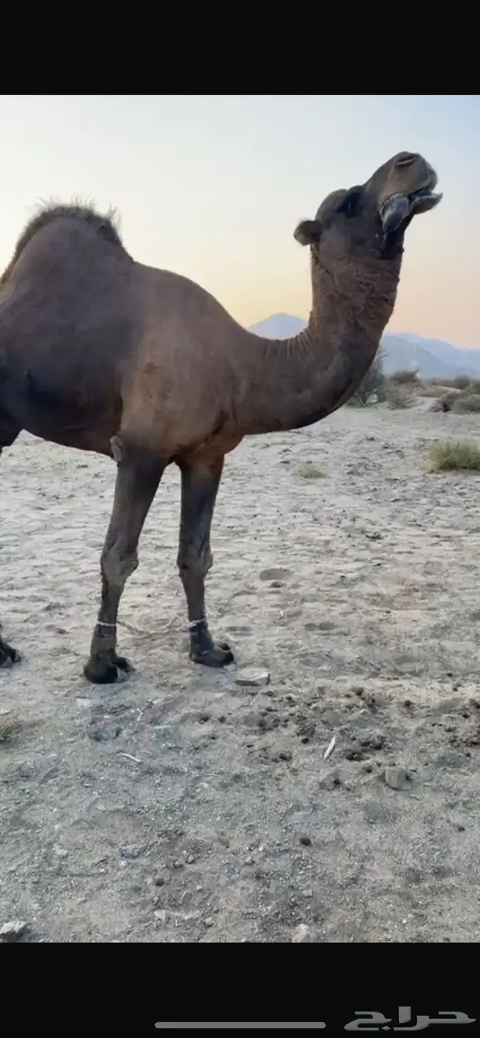 بعير كفو للبيع منتج 0