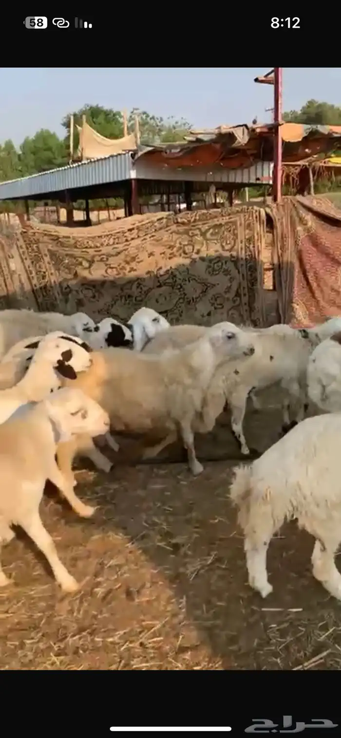 طليان حري طيبه رقم واحد طرف شحم تربيه 6 اشهر 7