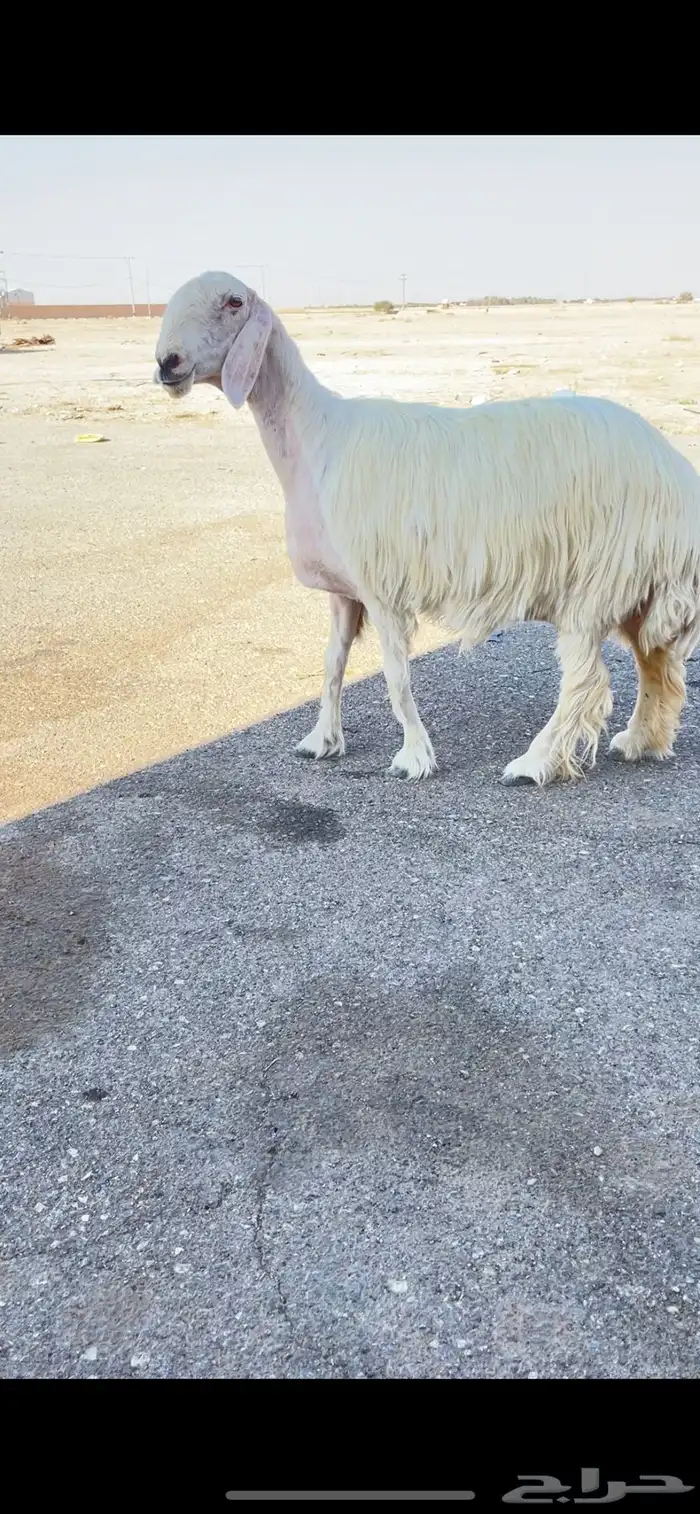 شاه عيسيه صنف دافع شرط 0