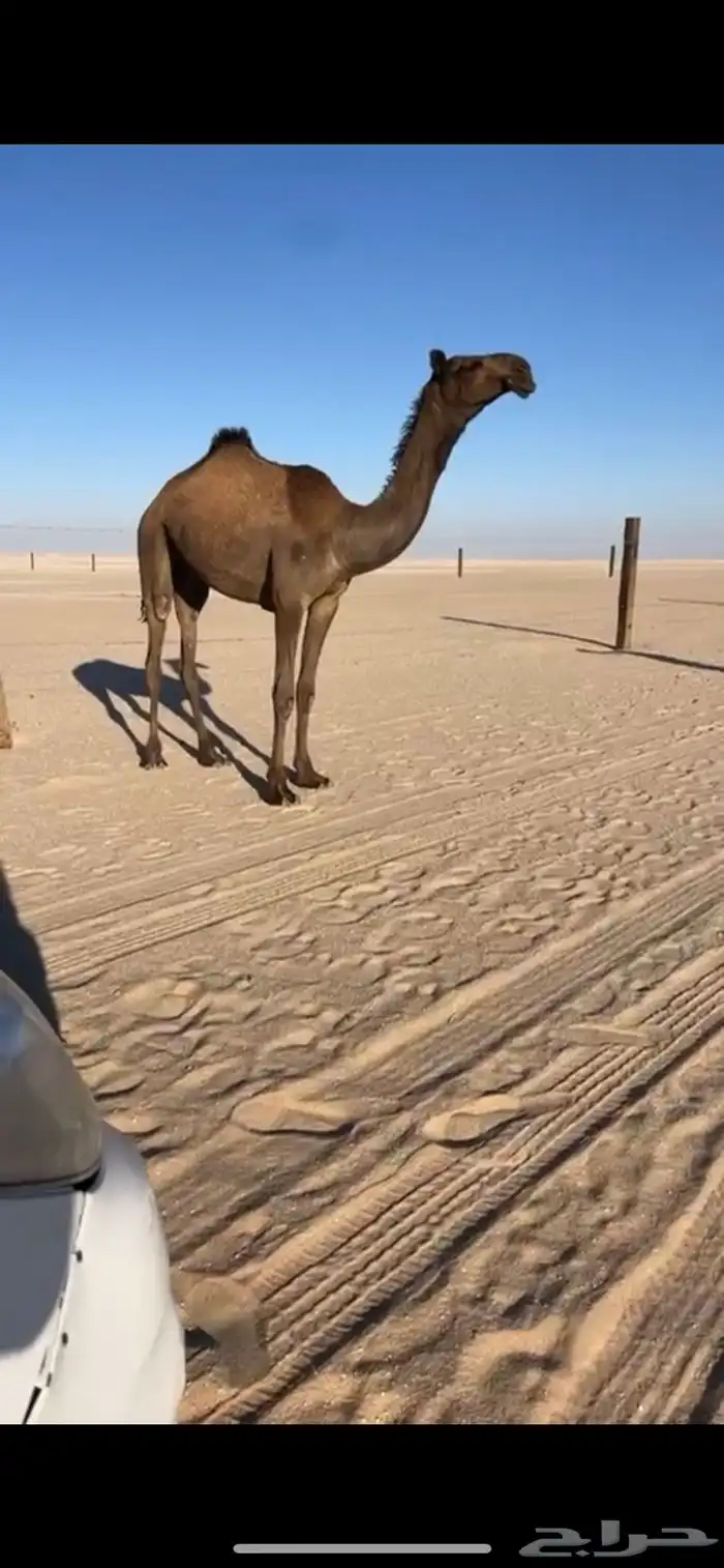 بكره حقه شروط 0