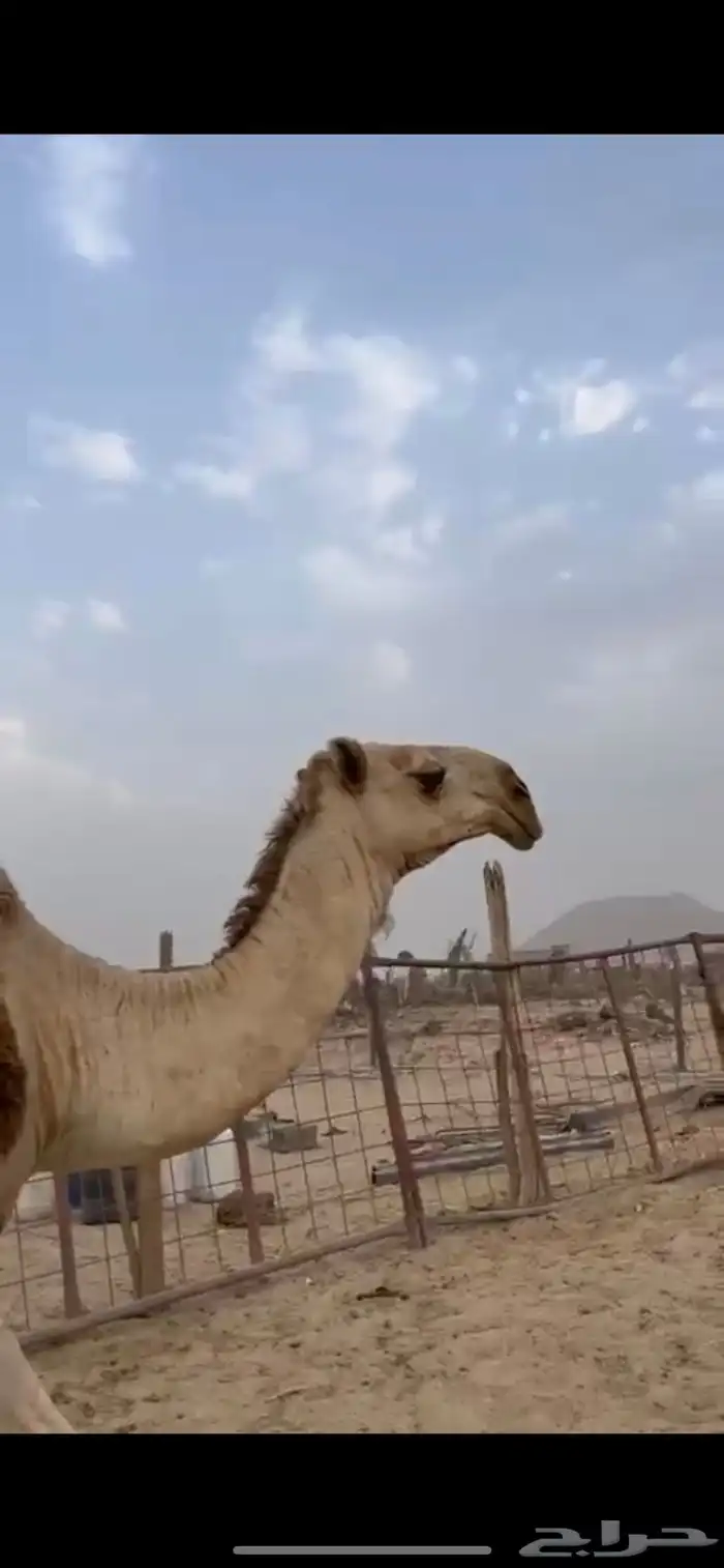 ضرايب ثنتين مشروطه وقعود سنه لقي ولقحه وضحا 0