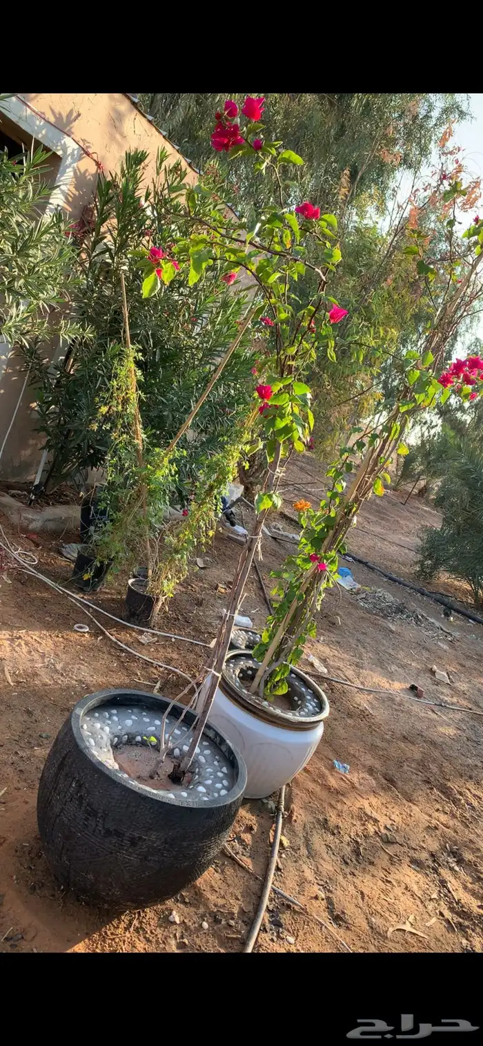 جهنميه متسلقه 0