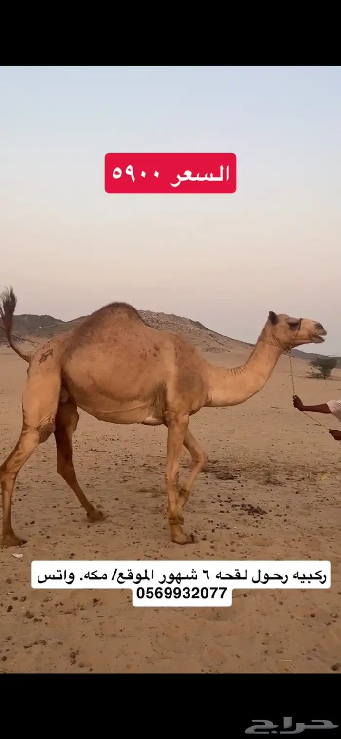 ركبي ركبيه رحول 2