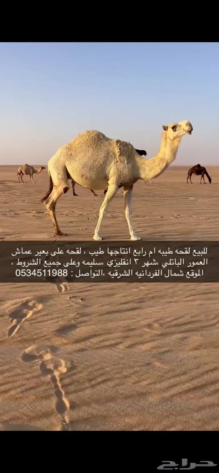 للبيع لقحه وضحى طيبه 0