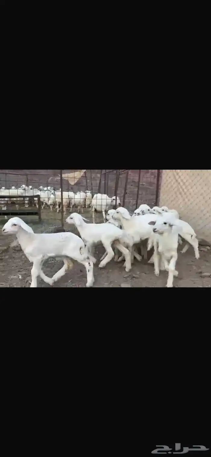 رخال وضأن حريات إمراح واحد خوات بعض العدد56 5