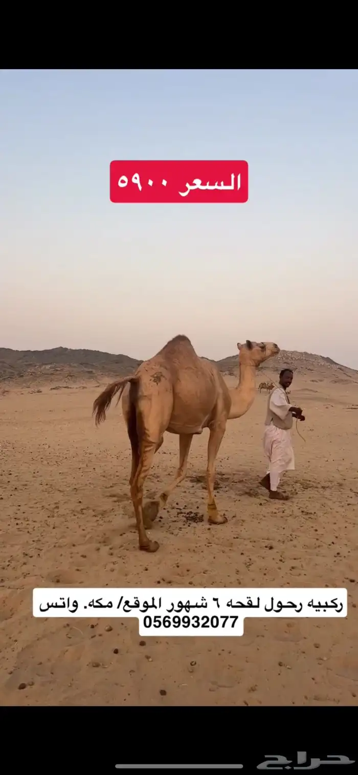 ركبي ركبيه رحول 4