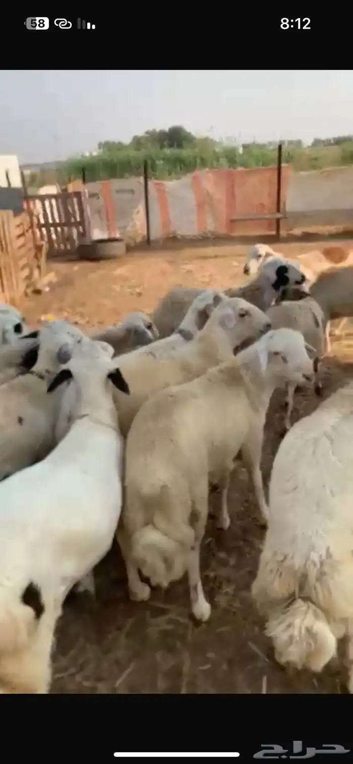 طليان حري طيبه رقم واحد طرف شحم تربيه 6 اشهر 3