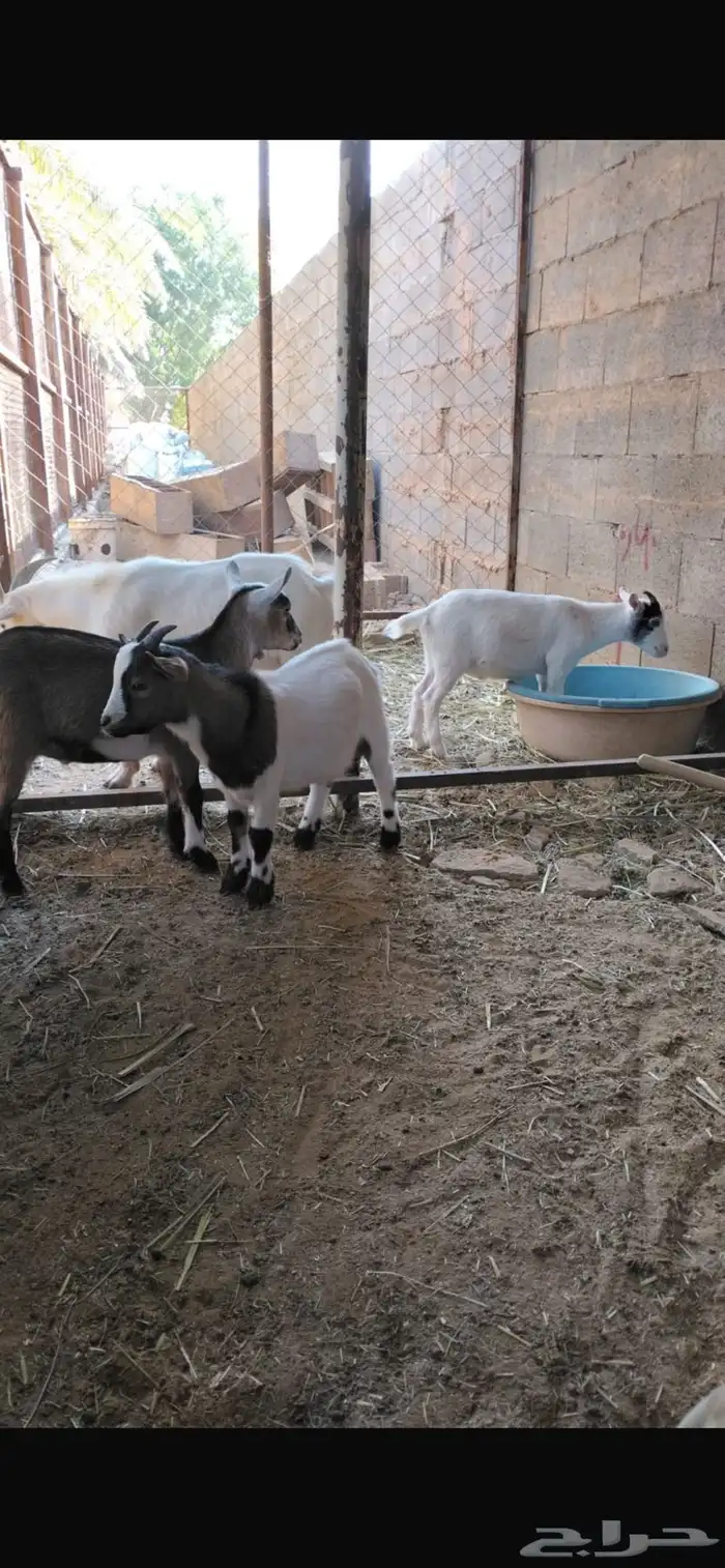 تيوس قزمية 2