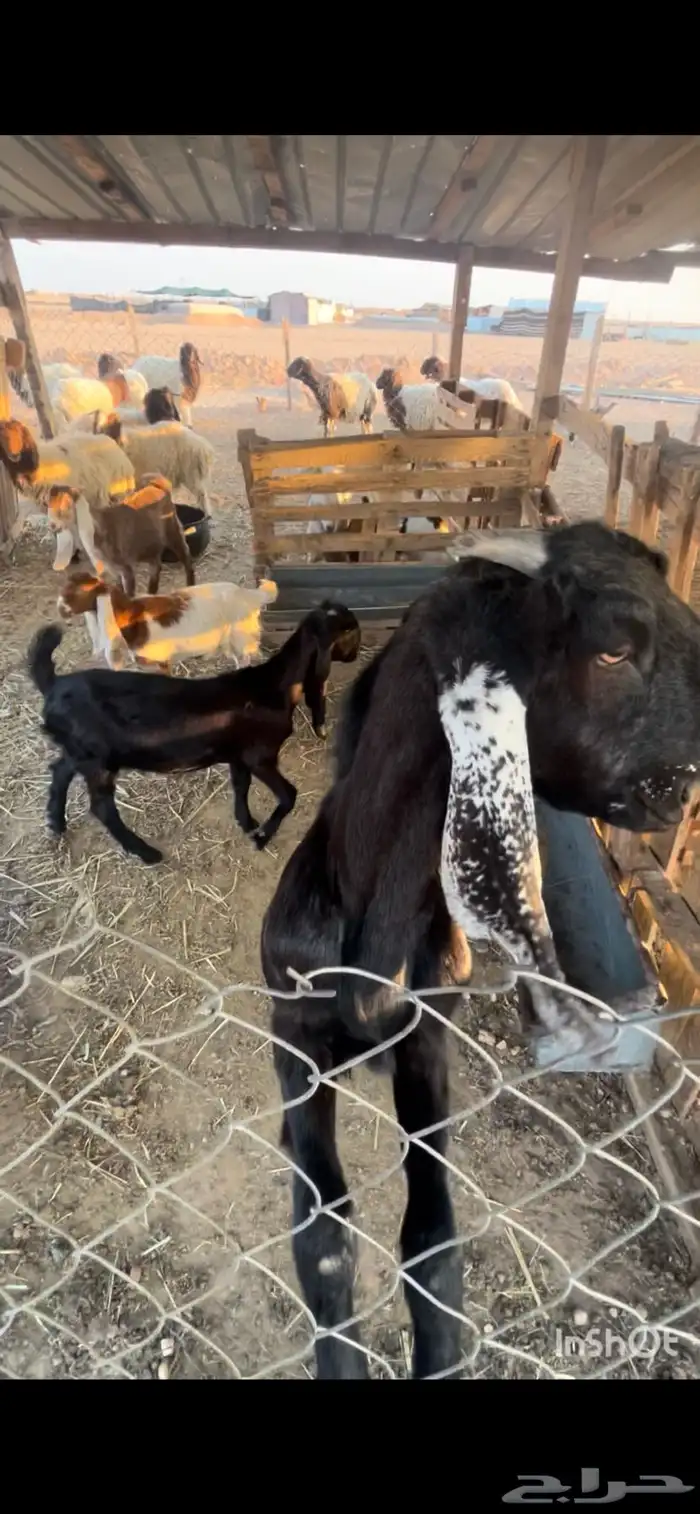 تيوس وطليان للبيع 5