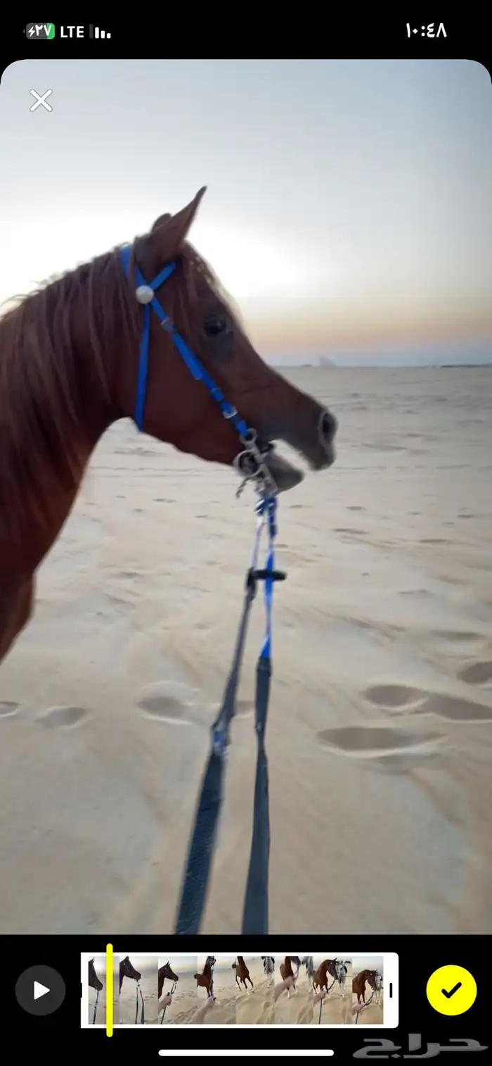 حصان مصري شعبي 13