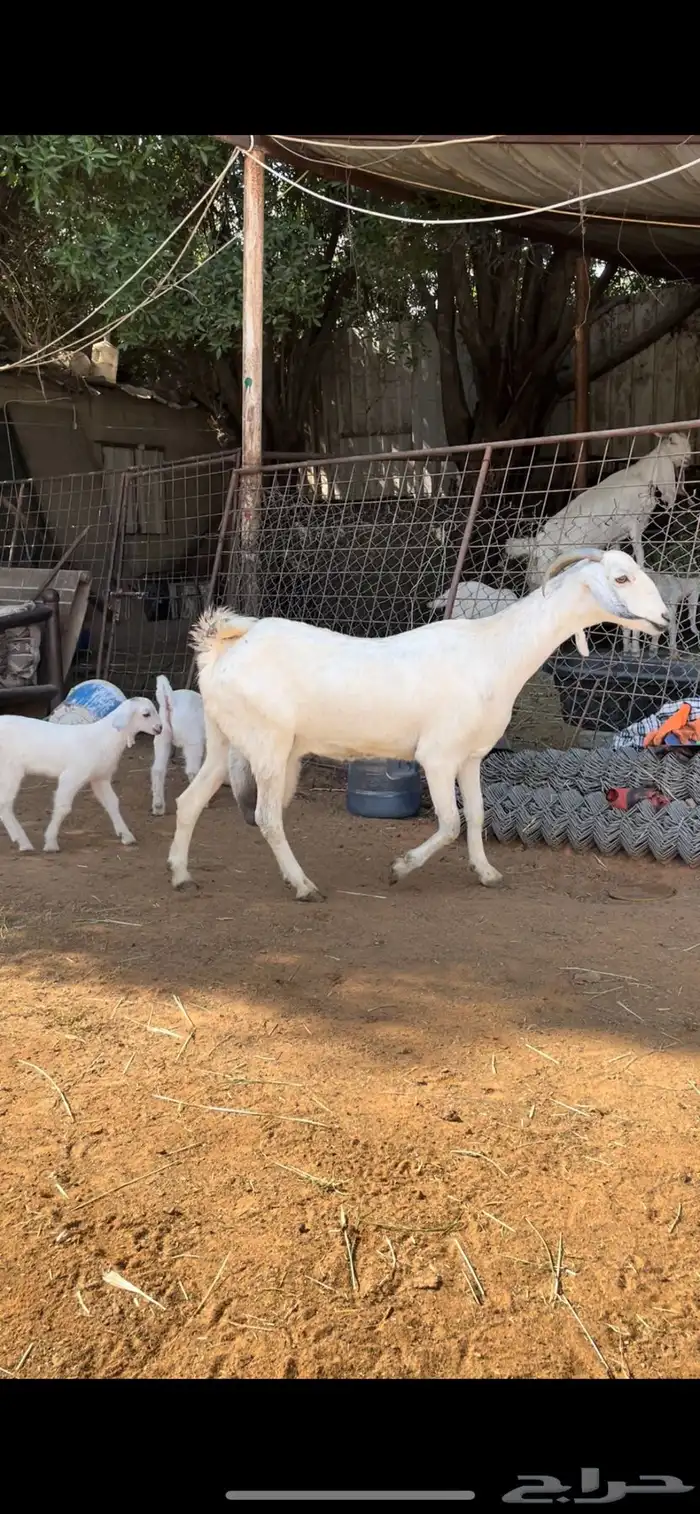 عنزين بيشيات متابيع تحتها اربعه ثلاث جفار وتيس طيبات 3