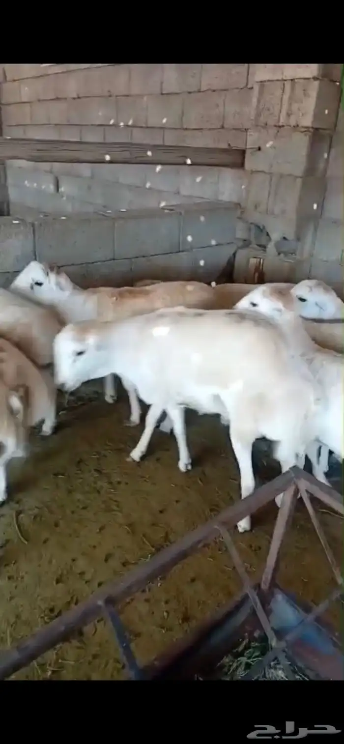 طليان سواكن ورفيديات وحريات كاش او دفعات بأسعار تنافسية جدا 6