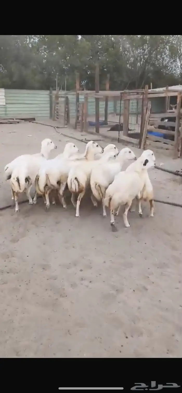 للبيع رخال رفيديات مهجنه دفيع 5