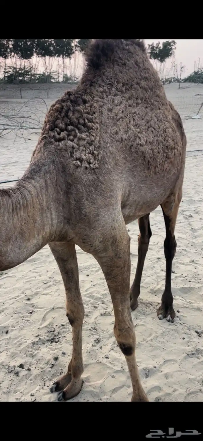 قعود وبكرتين على اللبن للبيع 16