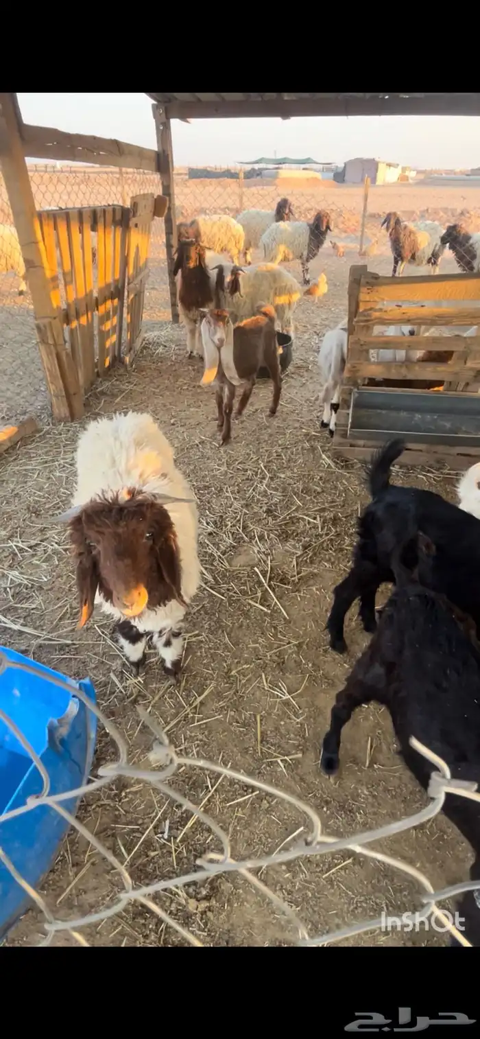 تيوس وطليان للبيع 1