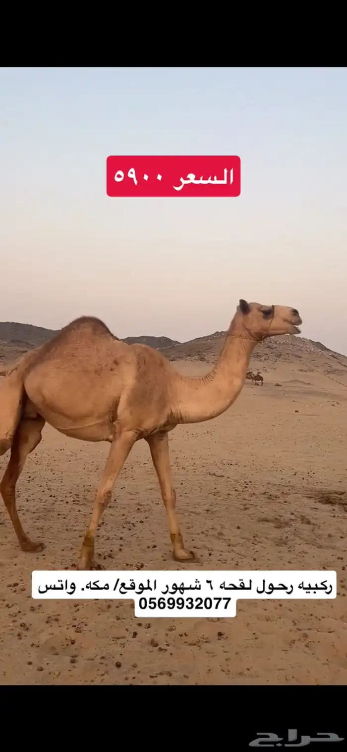 ركبي ركبيه رحول 5